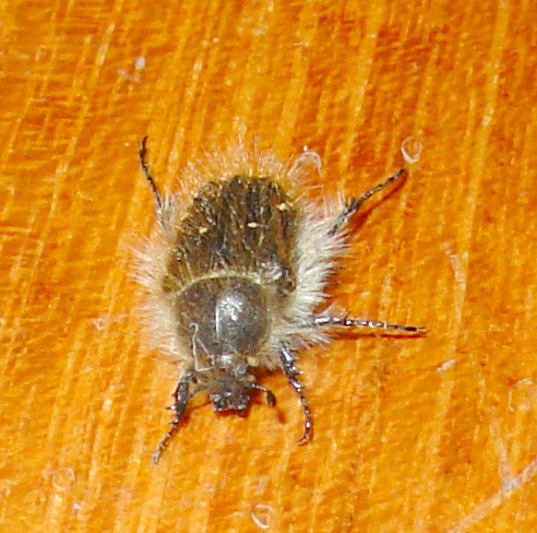 Tropinota squalida